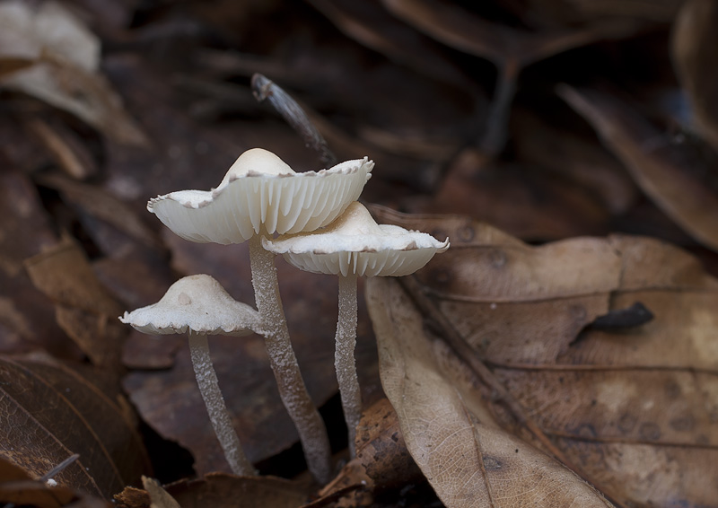 Cystolepiota seminuda